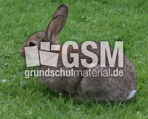 Wild-Kaninchen 006.jpg